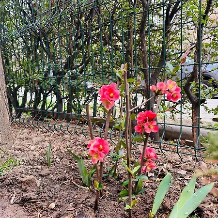 Apartment Lapi